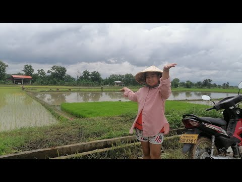 อริสาพาไปดูเด็กม้งดำนา-ເດັກນ້ອ อริสาพาไปดูเด็กม้งดำนา-ເດັກນ້ອ