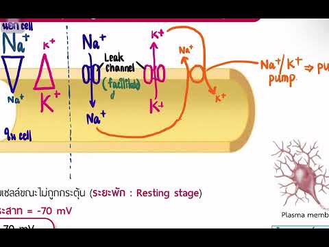 SPECIALNervoussystem02Acti