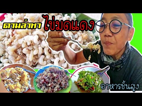 ภารกิจตามล่าหาไข่มดแดง-อาหารพื ภารกิจตามล่าหาไข่มดแดง-อาหารพื