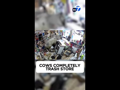 Cows completely trash tiny store in Colombia