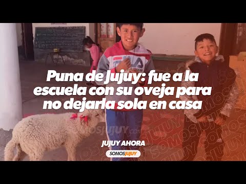 Jujuy: un nene llevó a su oveja “Tita” a la escuela para no dejarla sola en su casa