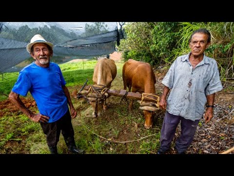 “El mundo es una escuela”: la vida de un agricultor que ara la tierra con bueyes en Trujillo Alto