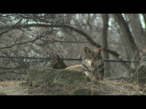 Brookfield Zoo Chicago offers free admission on MLK Day