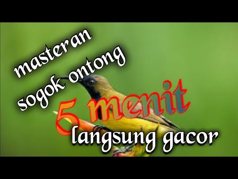 Masteran sogok ontong 5 menit langsung gacor