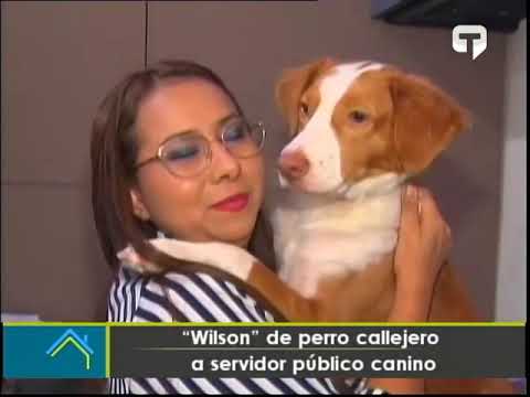 Wilson de perro callejero a servidor público canino
