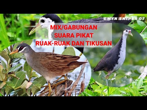 SUARA PIKAT RUAK-RUAK DAN TIKUSAN MIX/GABUNGAN DI JAMIN SUKSES