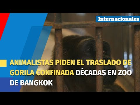 Animalistas piden el traslado de gorila confinada décadas en zoo de Bangkok