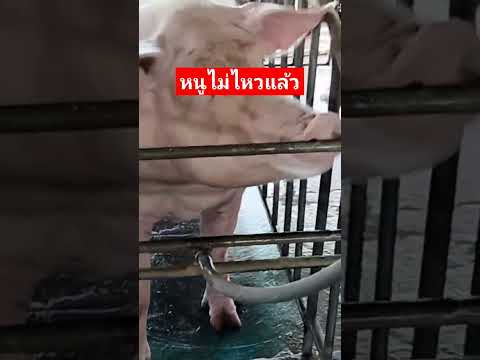 ธนสารฟาร์ม เกษตรกรยุคใหม่ เสียงดังฟังชัดธนสารฟาร์มคนเลี้ยงหมูpigเรื่องหมูๆanimals