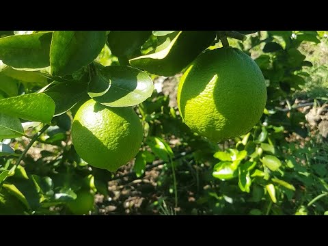 Hechos del Agro - Cosecha de limón pérsico
