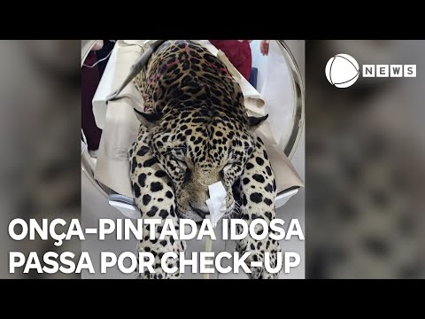 Onça-pintada em idade avançada passa por check-up em hospital