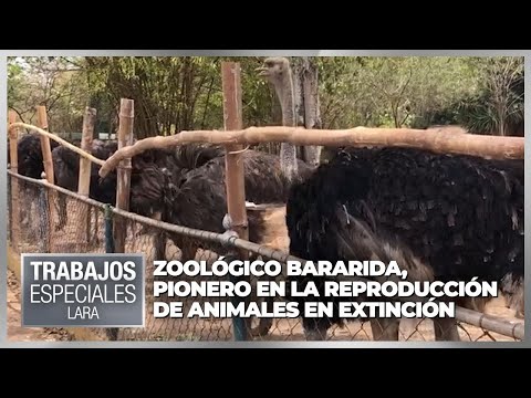 Zoológico Bararida, pionero en la reproducción de animales en extinción - Especial VPItv