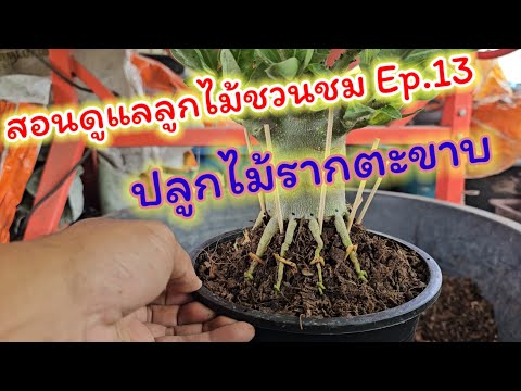 วาวา ป่าสัก Adenium Thailand สอนดูแลลูกไม้ชวนชมEp.13ปลูกไม้รากตะขาบ