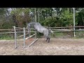 Springpaard 3 jarige merrie Cohinoor X Ultimo