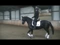 Dressage horse Te koop: Zeer mooie ruin voor in de sport