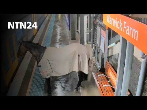 Cámaras de seguridad captaron a un caballo esperando un tren en una estación de Sídney, Australia