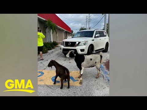 Woman from Tampa Bay reunites with her goats after Hurricane Milton