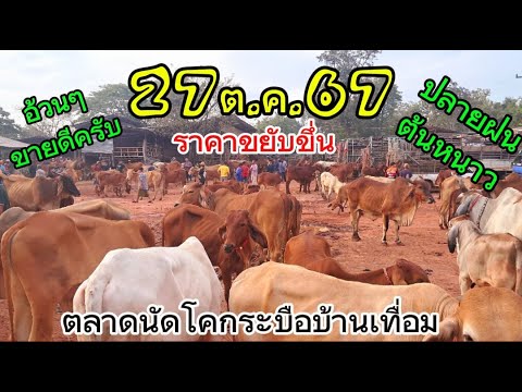 27ต.ค.67ราคาวัวราคาโควันนี้ต