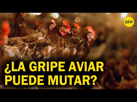 Gripe aviar: ¿El virus podría modificarse y atacar a los humanos?