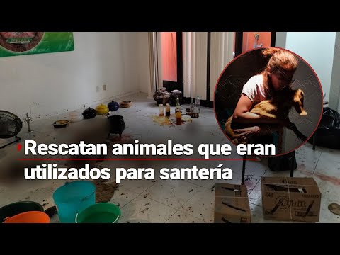 Rescate de animales en Naucalpan: Investigación por maltrato animal y presunta práctica de santería.
