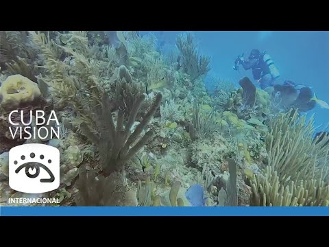 Cuba - Conozca  las mayores atracciones del buceo en la Mayor de las Antillas