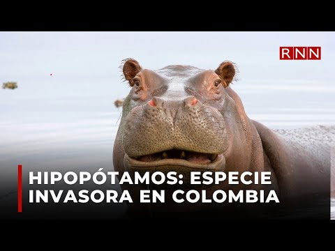 Hipopótamos: La especie invasora que genera polémica en Colombia