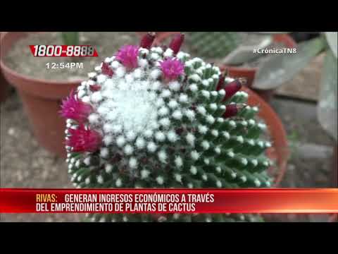 Emprendimiento con plantas de cactus todo un éxito en Rivas - Nicaragua