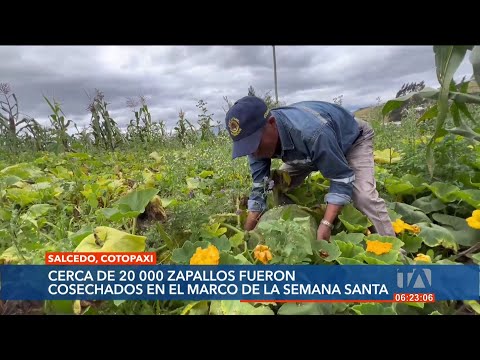 20 mil zapallos fueron cultivados en Salcedo para la elaboración de la Fanesca ecuatoriana