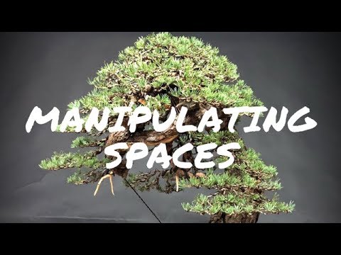 Creando espacios en pino silvestre