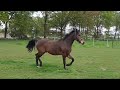 Allround-pony Driejarige New Forest ruin, braaf en talentvol