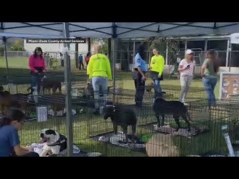 8 dogs adopted during Miami-Dade Animal Services' Find Your Spring Flight
