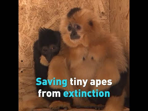 Saving tiny apes from extinction