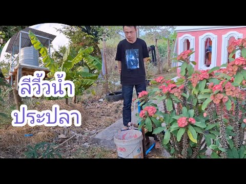 รีวี้วน้ำประปลาบ้านบ่าวลาวพาเพ