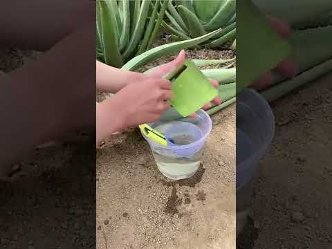 Thumbnail Video Youtube