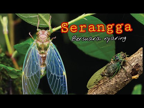 SUARA TONGGERET CIRI KHAS PEDESAAN DI PENGHUJUNG MUSIM HUJAN