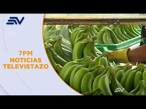 Sanción a cinco empresas de exportación bananera no generó pérdidas al sector