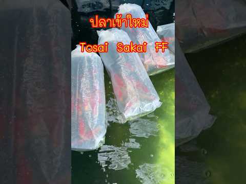 TosaiSakaiFishFarmไทยคาร์ฟ