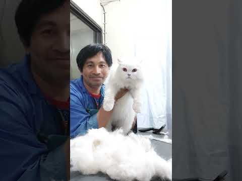catgroomingอาบน้ำสางขนแมวบีบ