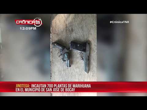 Capturan a abastecedor con 700 plantas de marihuana en Jinotega - Nicaragua