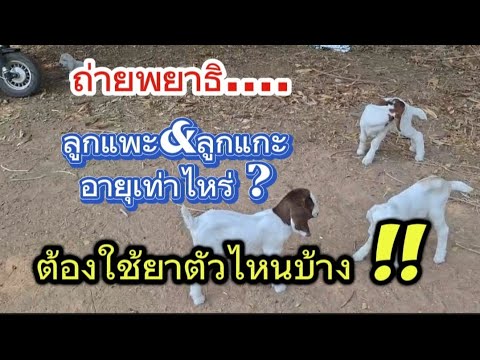 ควรถ่ายพยาธิให้ลูกแพะ&ลูกแกะอ