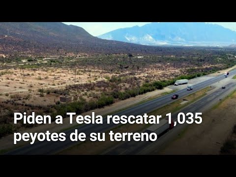 Piden a Tesla rescatar 1,035 peyotes de su terreno | Monterrey