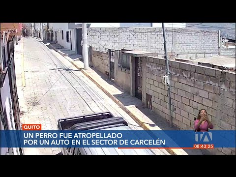 Chimuela, perrita atropellada en Carcelén, se recupera