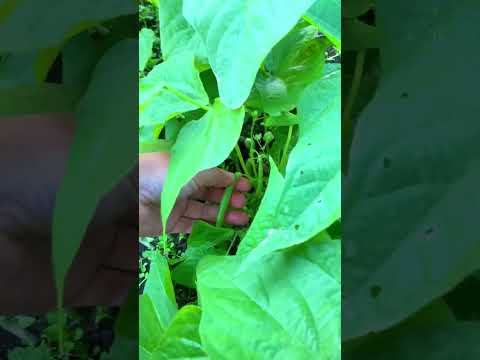 ถั่วแขกช่วงปลายหนาวนุ่มกรอบอร