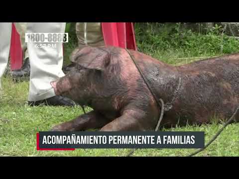 Entregan bonos de cerdos en comunidades indígenas del Caribe Norte - Nicaragua