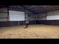 Dressuurpaard Goed bewegende gezonde 1.5 jarige hengst te koop