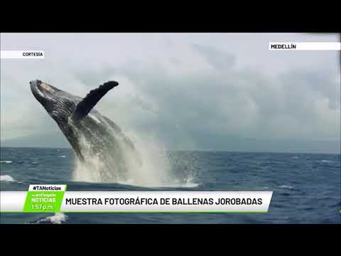 Muestra fotográfica de ballenas jorobadas - Teleantioquia Noticias