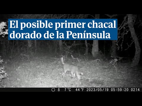 Las imágenes del posible primer chacal dorado avistado con vida en la Península Ibérica