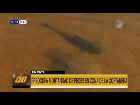 Preocupa mortandad de peces en la Costanera de Asunción