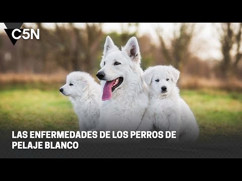 Las ENFERMEDADES de los PERROS de PELAJE BLANCO