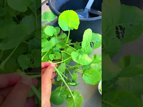 เก็บผักคะน้าญี่ปุ่นเก็บผักทำอ