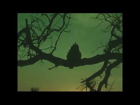 Boards of Canada - Wildlife Analysis